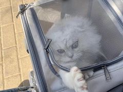 -猫大福·Fortune Cat猫舍(百子湾店)