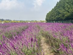 -嘉北郊野公园