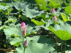 -荷塘月色湿地公园·向阳花洲