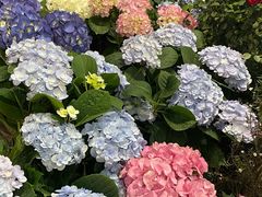 -双季花艺园艺市场(浦东店)