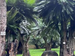 -深圳仙湖植物园
