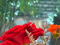 -临家小院·潮汕菜·商务宴请·点心(白石洲店)