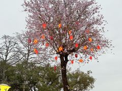 -阿蛤正宗洋老洲卤面(和平里小区店)