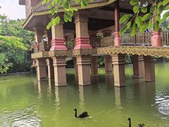 -西双版纳原始森林公园