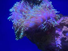 -悉尼海洋生物水族馆