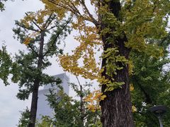 -两江幸福广场