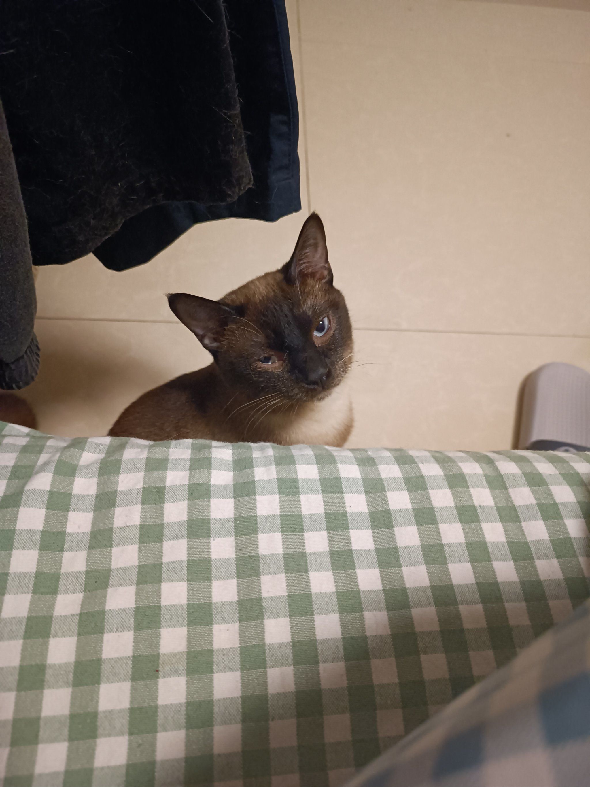 我的公猫太不像话了!