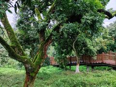 -张坝桂圆林公园