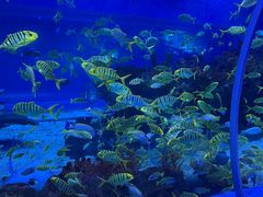 -上海海昌海洋公园
