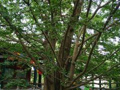 -紫竹院公园冰场