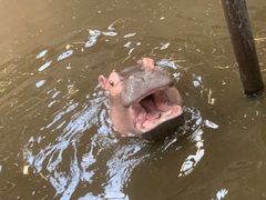 -沈阳森林动物园