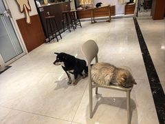 -滚猫咖啡·猫咖·猫友好撸猫(未来城店)
