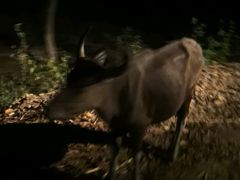 -清迈夜间动物园