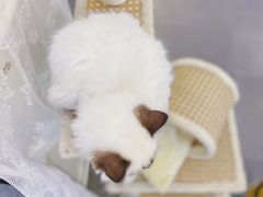 猫咪狗狗-MZ猫咖