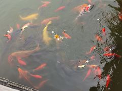 -有喜胶东小馆(超极合生汇太申祥和店)