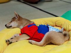 -逗柴咖啡屋·狗咖猫咖宠物桌游