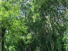 -东莞植物园