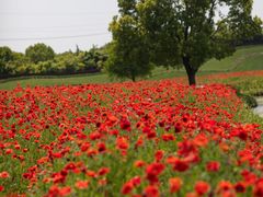 -花开海上生态园