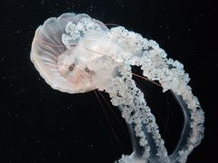 -欢乐海岸海洋奇梦馆
