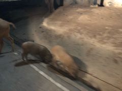 -清迈夜间动物园