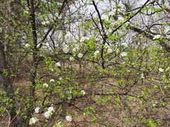 -帽儿山国家森林公园