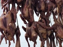 -鸽鸟轩(石岐店)