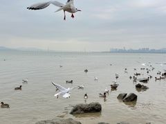 -深圳湾公园(南山区)