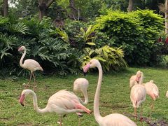 -广州长隆飞鸟乐园