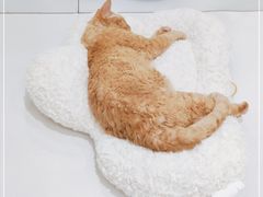 -COLOR PETS 撸猫馆·购猫·猫咖(长风大悦城店)