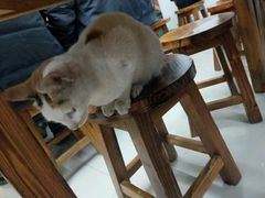 -黄家馄饨(铁心桥店)