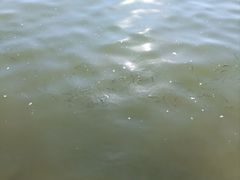 -西湖游船