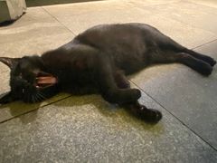 -老地方猫儿面(磁器口店)