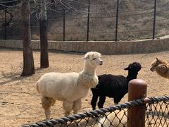 -大连森林动物园