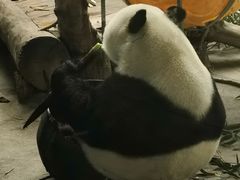 -石家庄市动物园