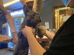 -more than meow吴止猫主题餐厅(承德 中船汇店)