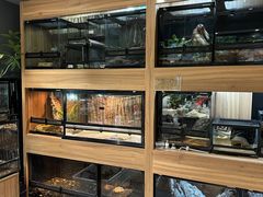 -酷以爬仙阁实体爬宠店·守宫·蜥蜴·专业繁育