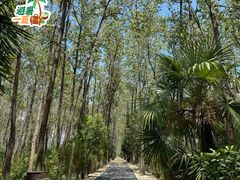 -合肥滨湖国家森林公园