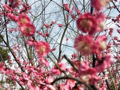 -上海浦江郊野公园·1号停车场