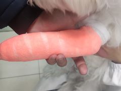-申普宠物医院·心脏介入·心血管微创(总院)
