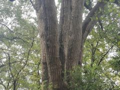 -上海佘山国家森林公园西佘山园