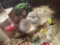 -卡通尼·Safari非洲探索乐园·生日会(金桥国际商业广场店)