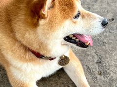 -柴犬高等学院·狗咖·柴犬售卖·宠物训练