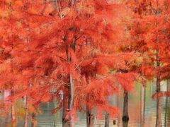 -白鹭湾湿地公园