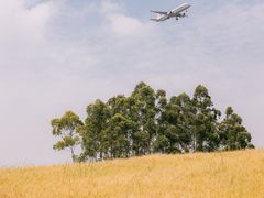 -空港花田景区
