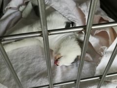 -美美宠物诊疗中心·异宠·骨科(滨江东信分院)