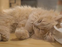 -屋虎猫馆(宝安大仟里店)
