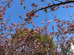 -高东镇樱花园