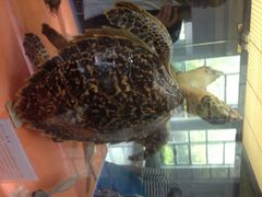 华夏国际影城(鲁广店)-武汉华夏国际影城(鲁广店)