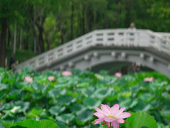 -大宁公园