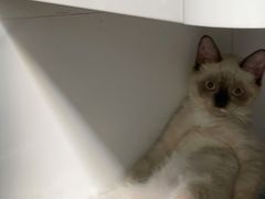 -创凡宠物医院·骨专科  猫科中心(西乡分院)